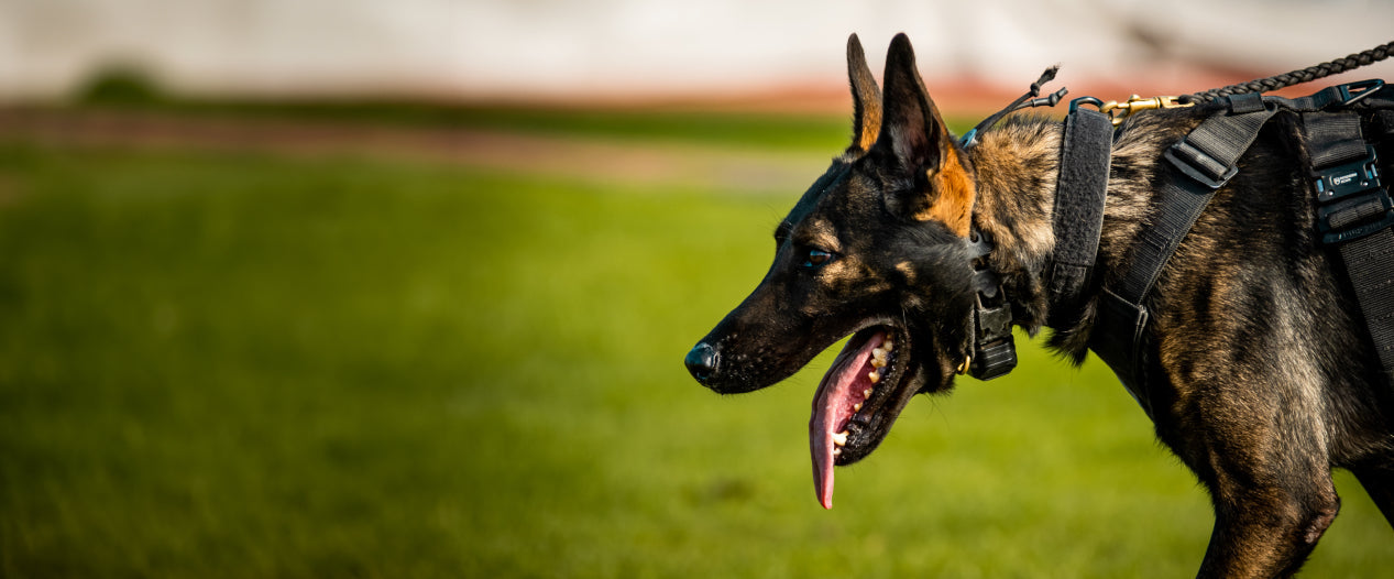 We Are K9s United the OG - K9s United